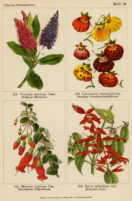 Veronica Speciosa, Calceolaria Fruticohybrida, Mitraria Coccinea, Salvia Splendens (litografia a cores) de (after) German School