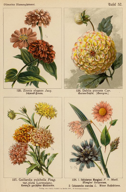 Zinnia Elegans, Dahlia Pinnata, Gaillardia Pulchella, Helipterum Manglesii, Catananche Coerulea (litografia a cores) de (after) German School