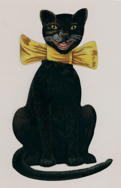 Gato preto, usando um arco amarelo de American School