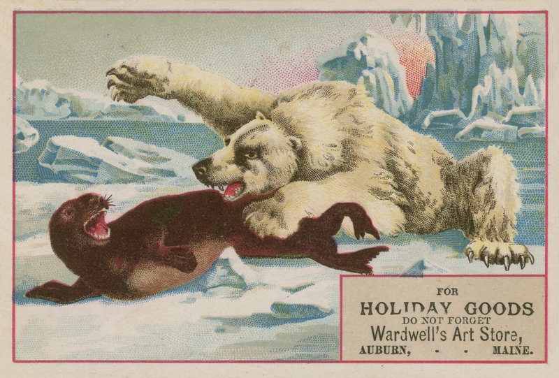 Urso Polar atacando um selo de American School