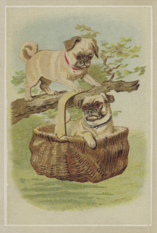 Cães Pug de American School
