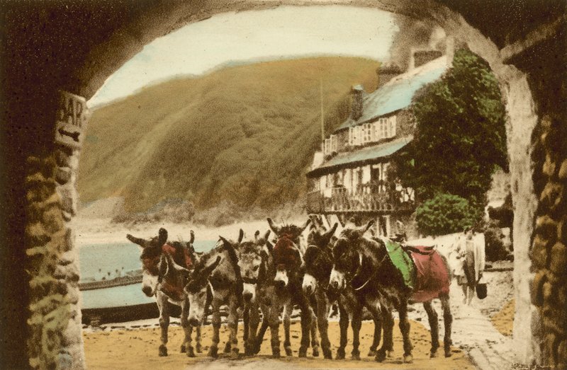 Clovelly, o garanhão de corrida de English Photographer