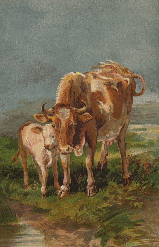 Vaca e bezerro de Alderney de English School