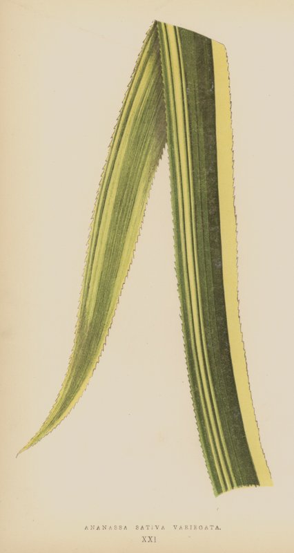 Variegada Ananassa Sativa de English School