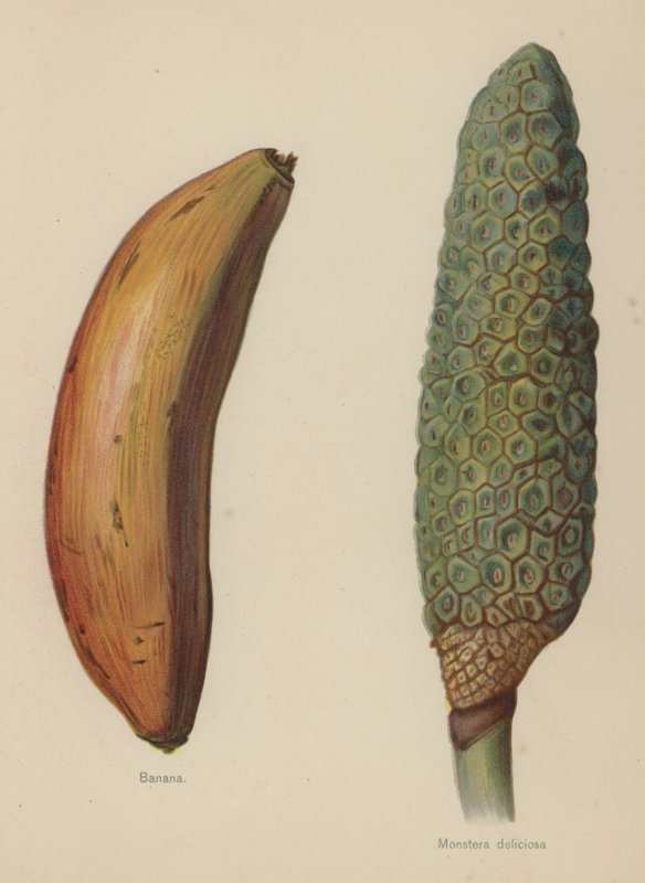 Banana, deliciosa Monstera de English School