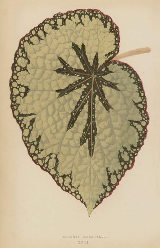 Begonia Marshallii de English School