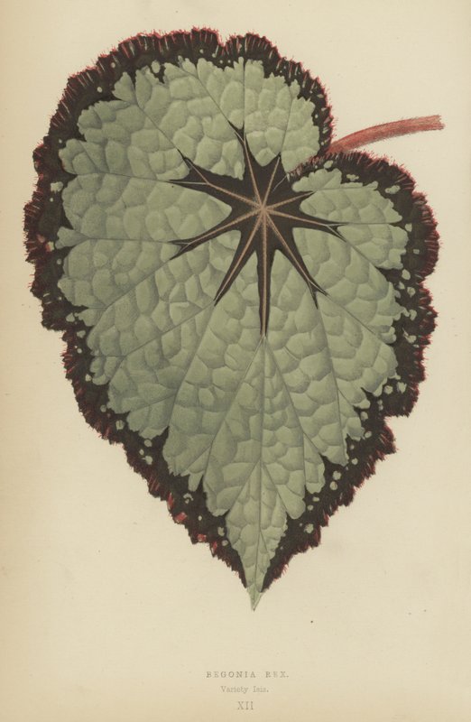 Begonia Rex, Variedade Isis de English School