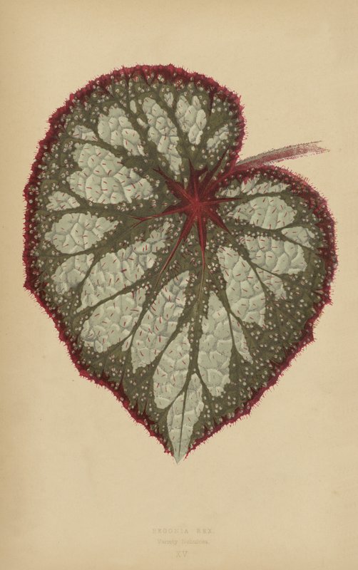 Begonia Rex, variedade Nebulosa de English School