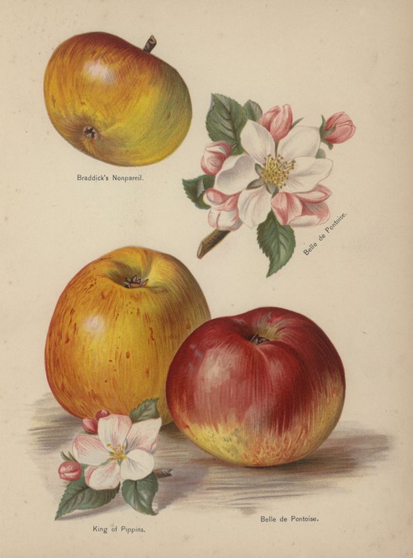 Bradpicks Nonpareil, Belle de Pontoise, rei dos Pippins de English School