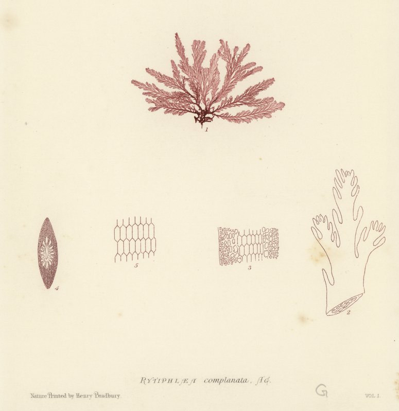 Erva Daninha Britânica (natureza impressa) de English School