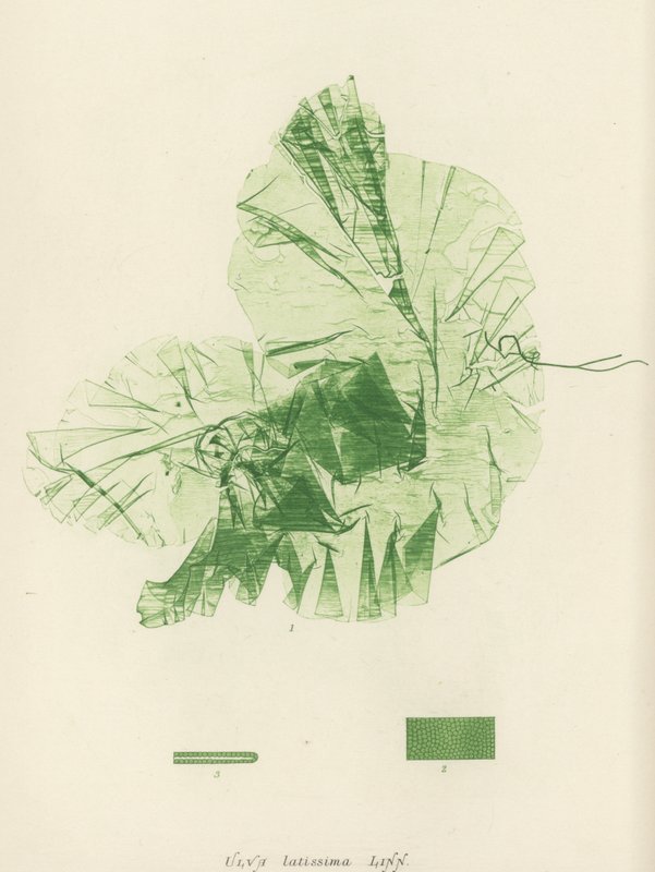 Erva Daninha Britânica (natureza impressa) de English School