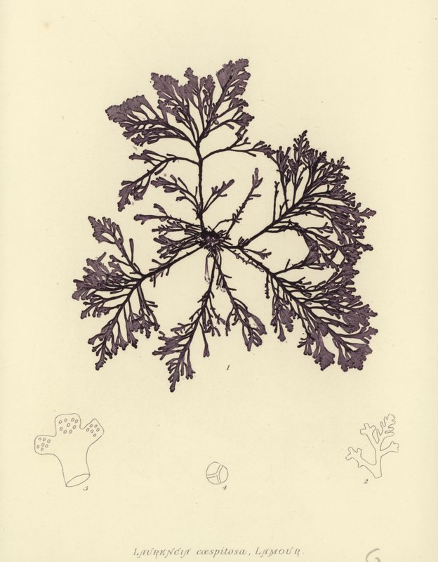 Erva Daninha Britânica (natureza impressa) de English School