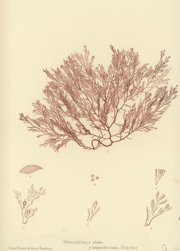 Erva Daninha Britânica (natureza impressa) de English School