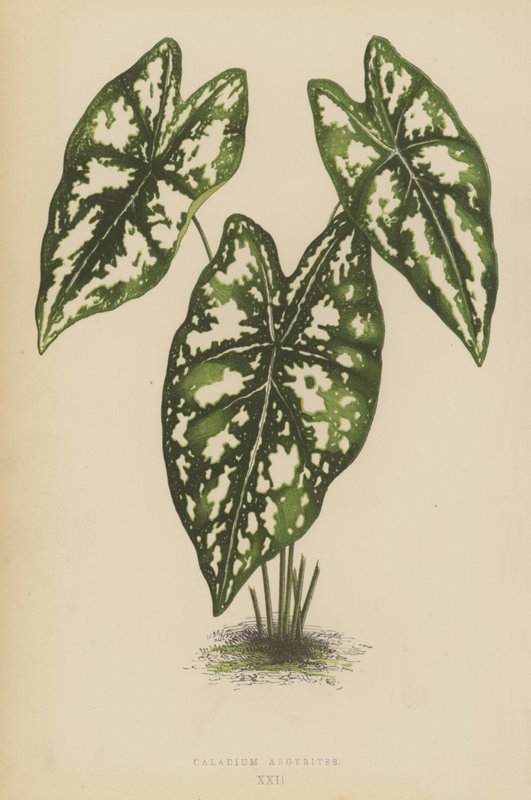 Argyrites Caladium de English School