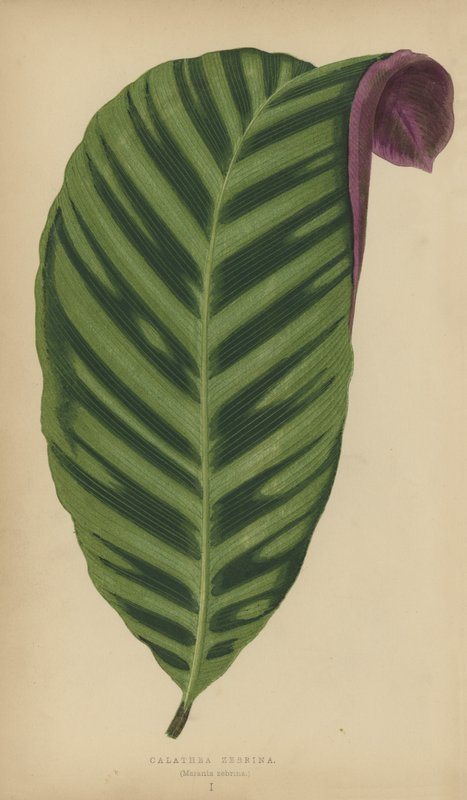 Calathea Zebrina, Maranta Zebrina de English School