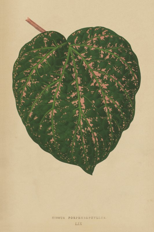 Cissus Porphyrophyllus de English School