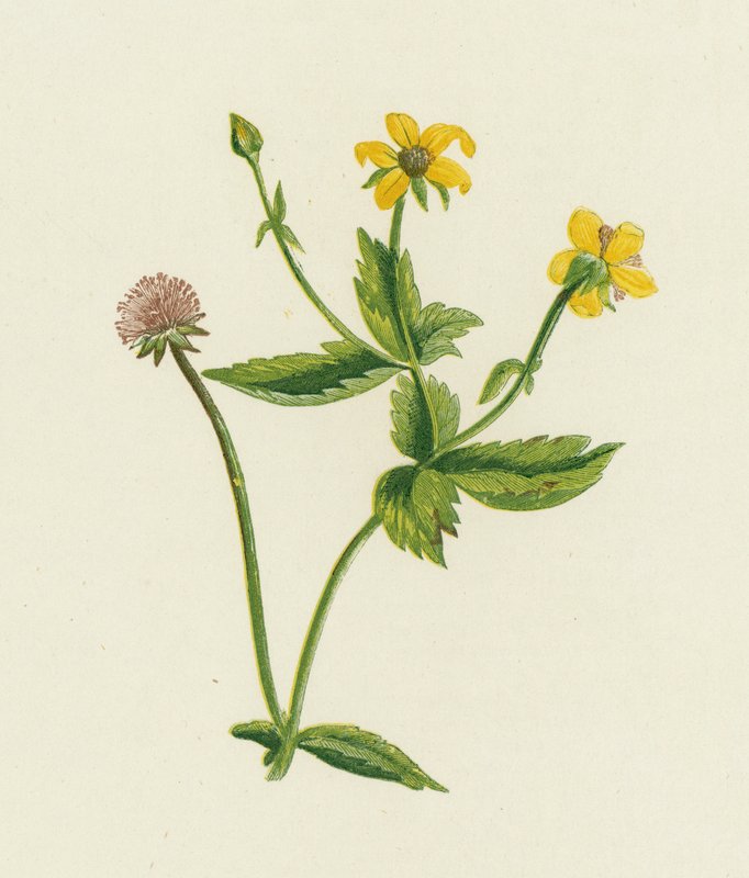Avens comum, Geum Urban de English School