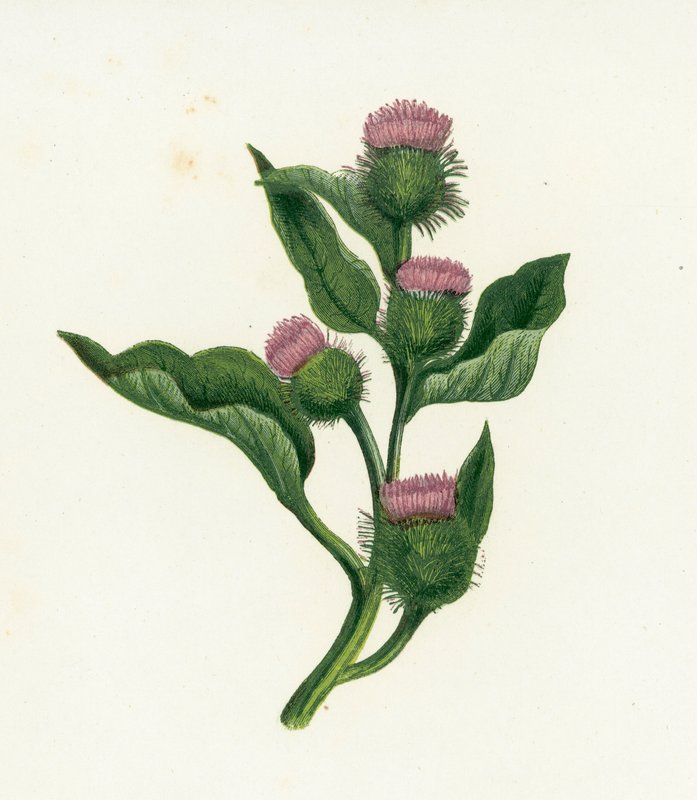 Bur-Dock comum, Arctium Lappa de English School