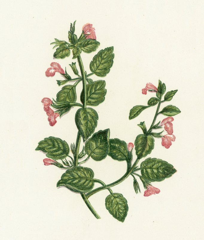 Calamint comum, Calamintha Officinalis de English School
