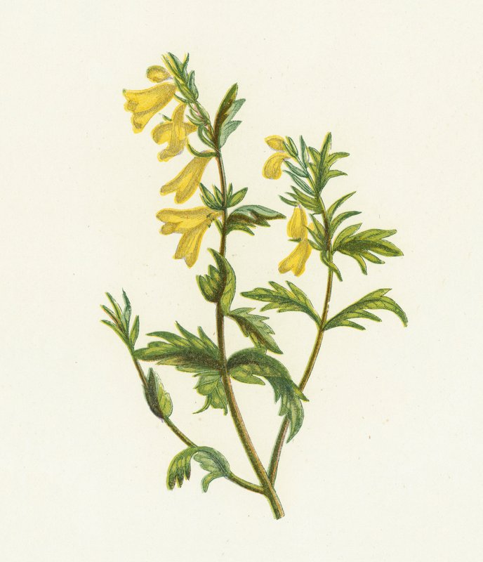 Trigo Comum de Vaca, Melampyrum Pratense de English School
