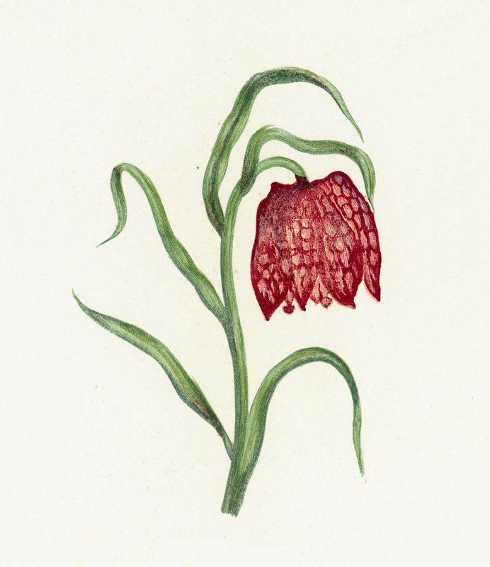 Fritilária Comum, Fritillaria Meleagris de English School