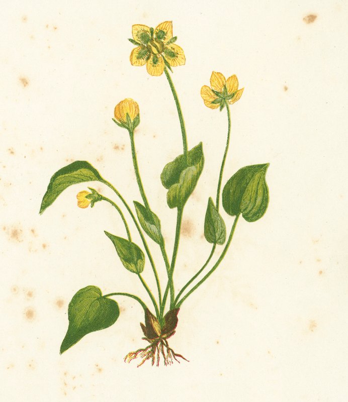 Grama comum de Parnassus, Parnassia Palustris de English School