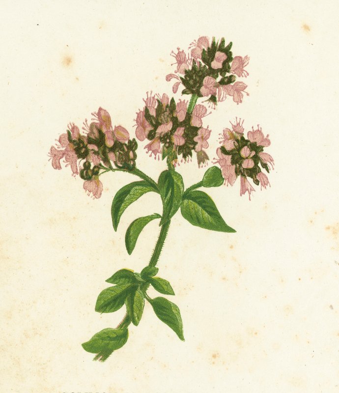 Manjerona comum, Origanum Vulgare de English School