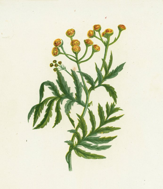 Tansy comum, Tanacetum Vulgare de English School