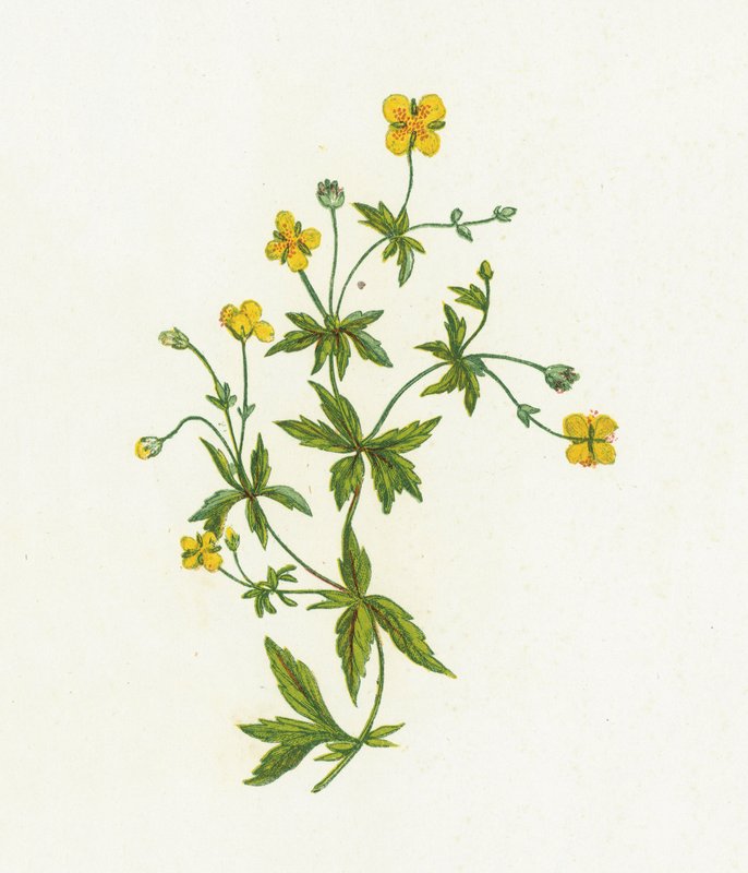 Tormentil Comum, Tormentilla Officinalis de English School