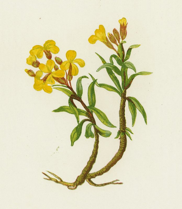 Common Wallflower, Cheiranthus Cheiri  de English School