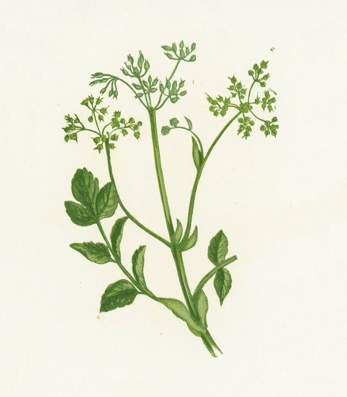 Parsnep Selvagem Comum, Pastinaca Sativa de English School
