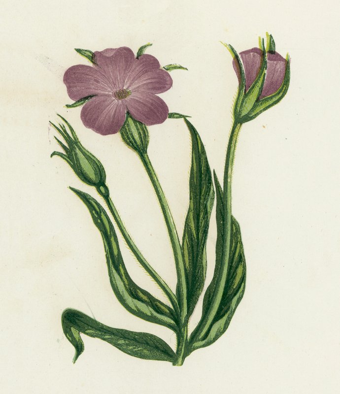 Corn-Cockle, Agrostemma Githago de English School