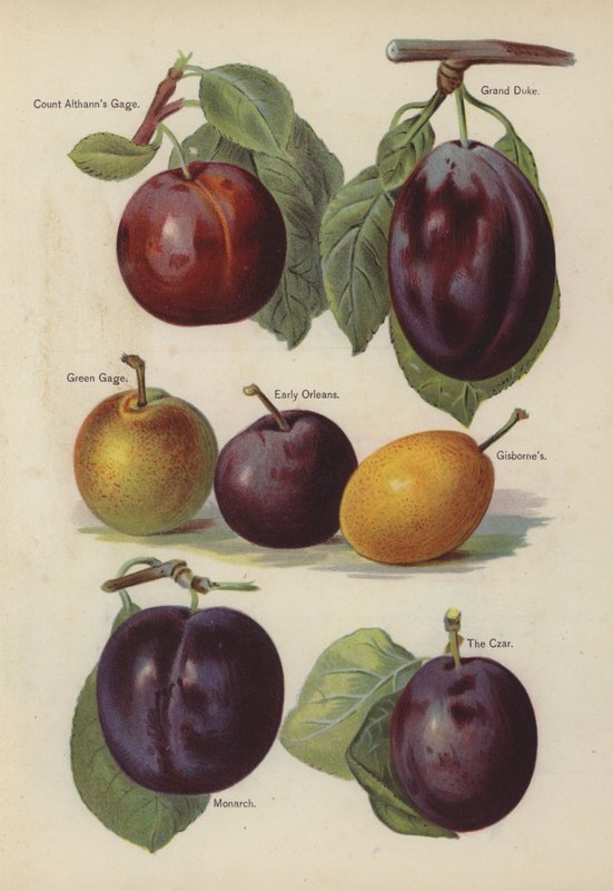 Conde Althanns Gage, Grão-duque, Green Gage, Early Orleans, Gisbornes, Monarca, O Czar de English School