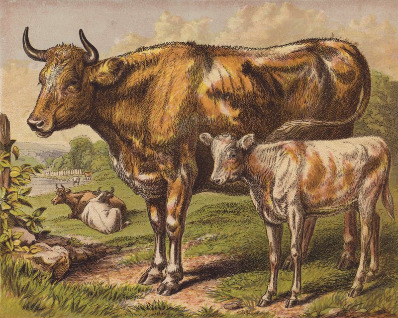 Vaca e bezerro de English School