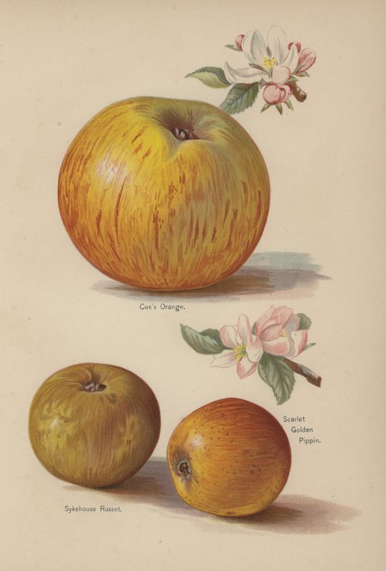 Coxs Laranja, Sykehouse Russet, Pippin Dourado Escarlate de English School