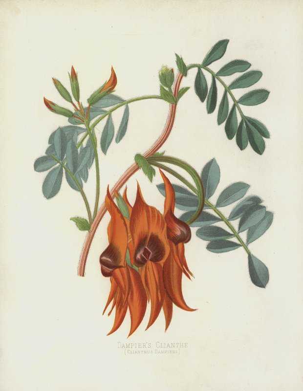 Clianth Dampiers, Clianthus Dampieri de English School