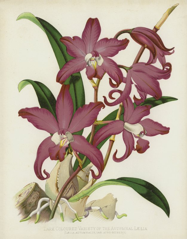 Variedade de Cor Escura da Laelia Outonal, Laelia Autumnalis, var Atro-Rubens de English School