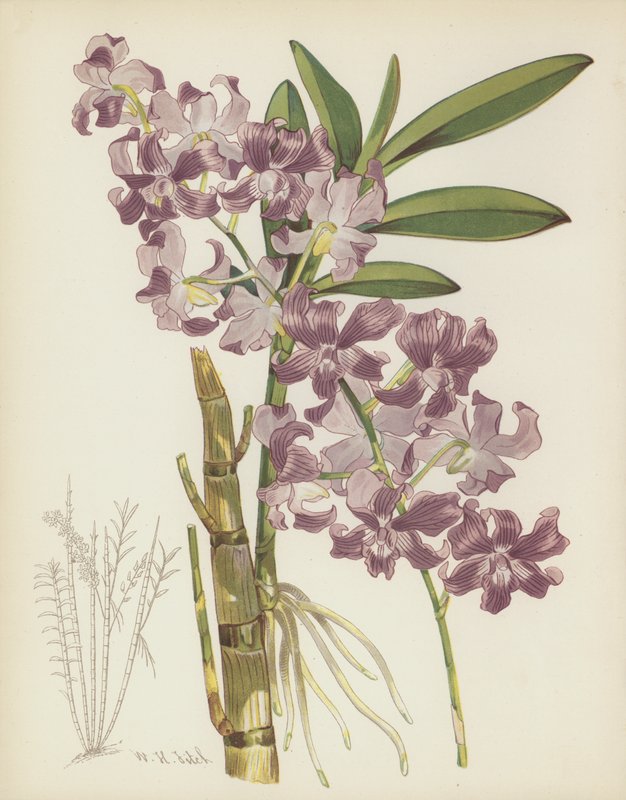 Cymbidium Superbiens de English School