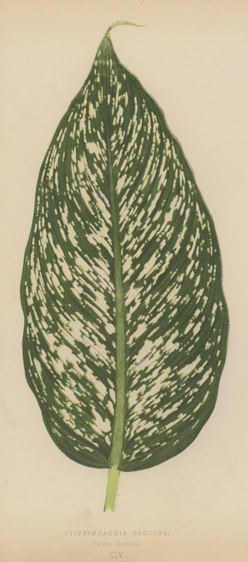 Dieffenbachia Seguina, Variedade Maculata de English School