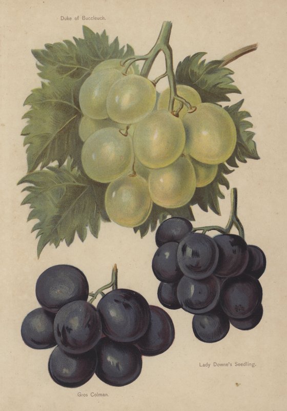 Duque de Buccleuch, Gros Colman, Lady Downes Seedling de English School