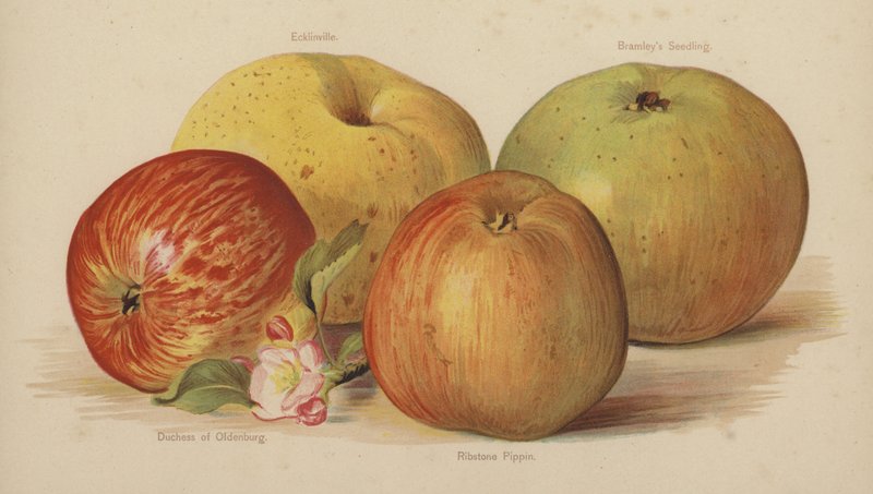 Ecklinville, Bramleys Seedling, Duquesa de Oldenburg, Ribstone Pippin de English School