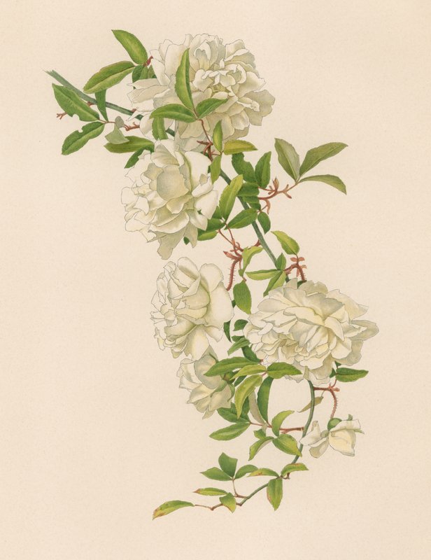Rosa inglesa de English School