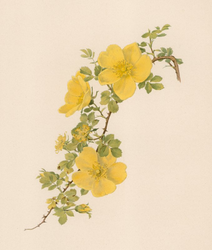 Rosa inglesa de English School