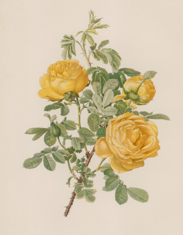 Rosa inglesa de English School