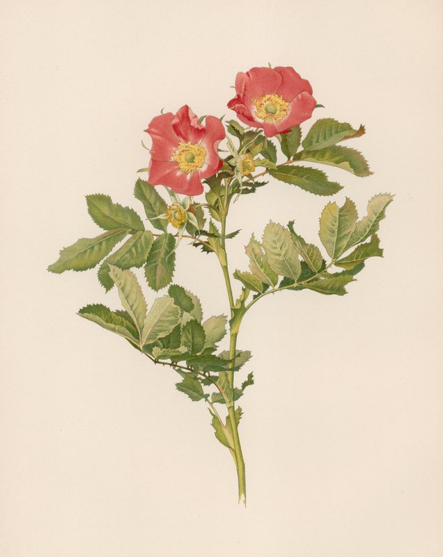 Rosa inglesa de English School
