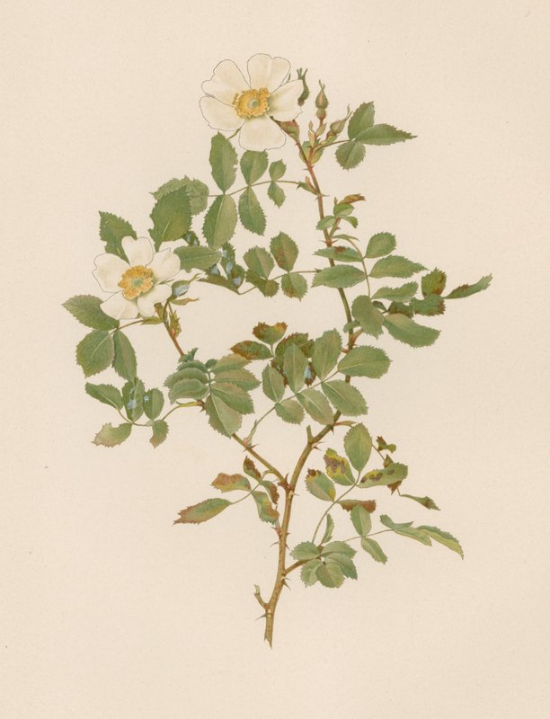 Rosa inglesa de English School