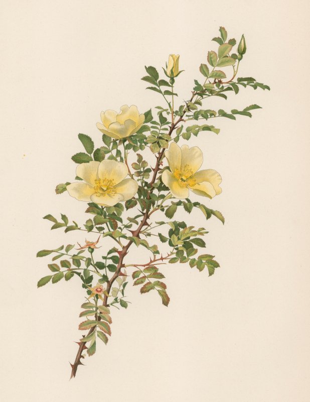 Rosa inglesa de English School