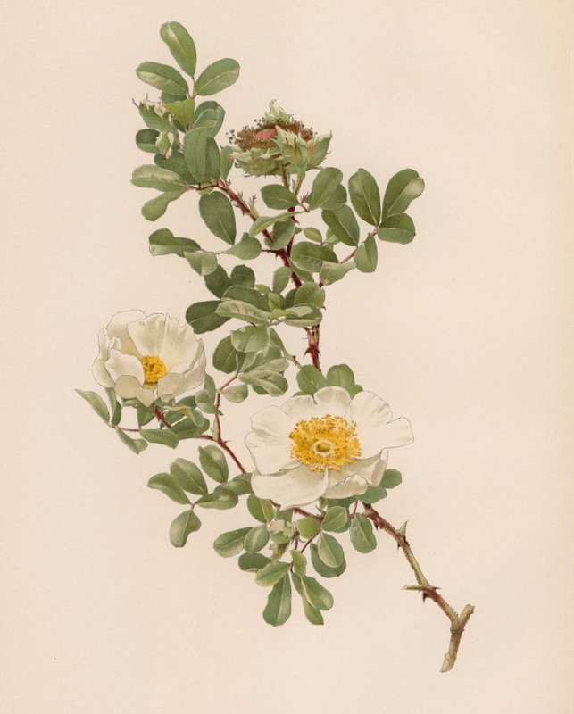 Rosa inglesa de English School
