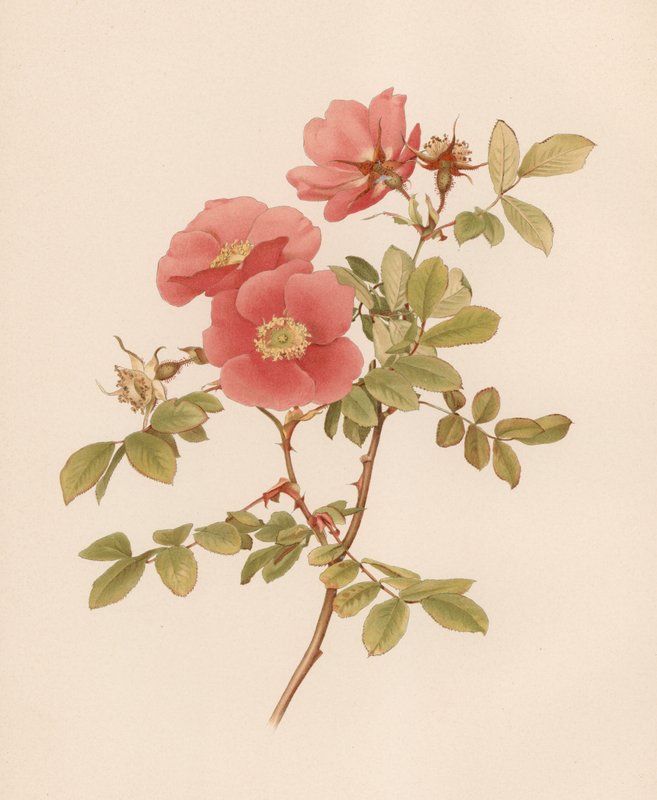 Rosa inglesa de English School