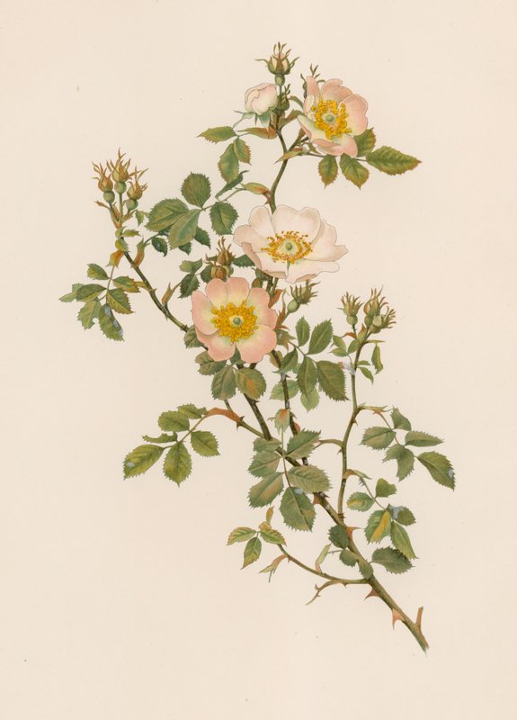 Rosa inglesa de English School
